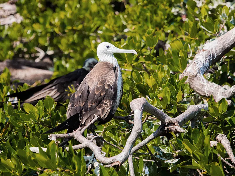 Frigate bird in the mangroves of Sian Ka'an